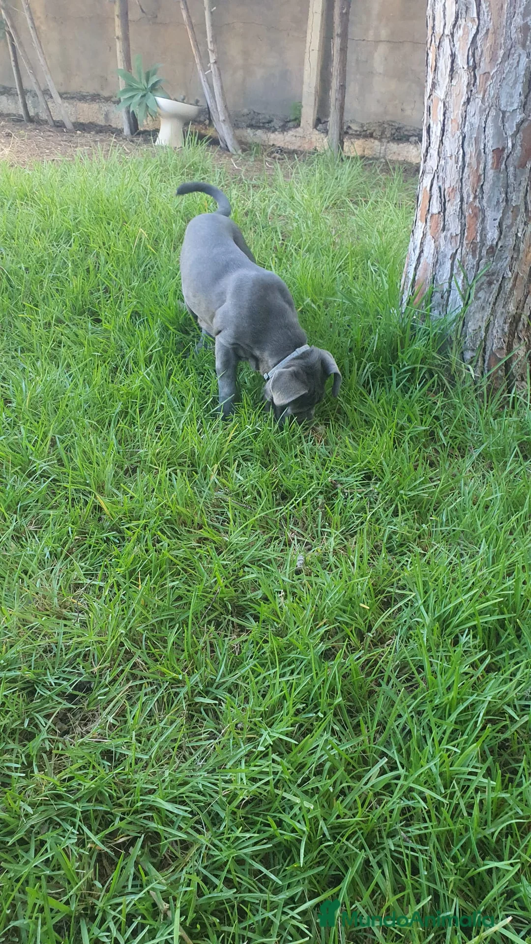 Mastín Napolitano perros en venta: Cachorrito precioso en Madrid - Anuncio 4