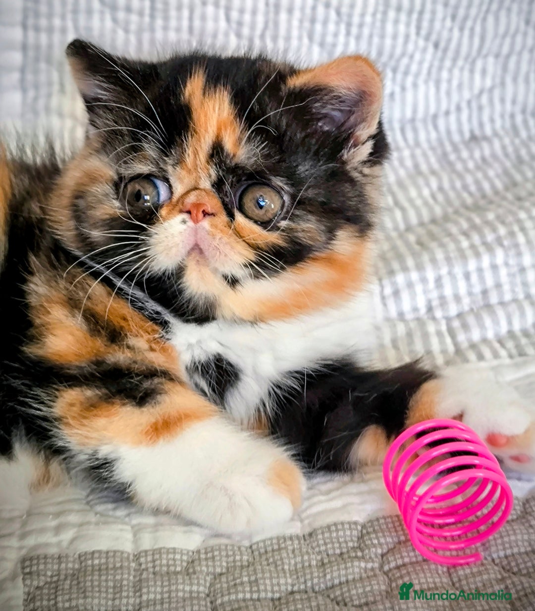 Exótico de Pelo Corto gatos en venta: Exotica  - Anuncio 3