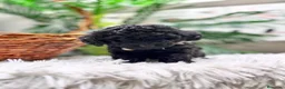 Caniche Toy perros en venta: CANICHE TOY - Anuncio 9