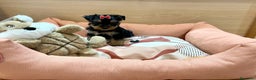 Yorkshire Terrier perros en venta: Yorkis en Barcelona - Anuncio 2