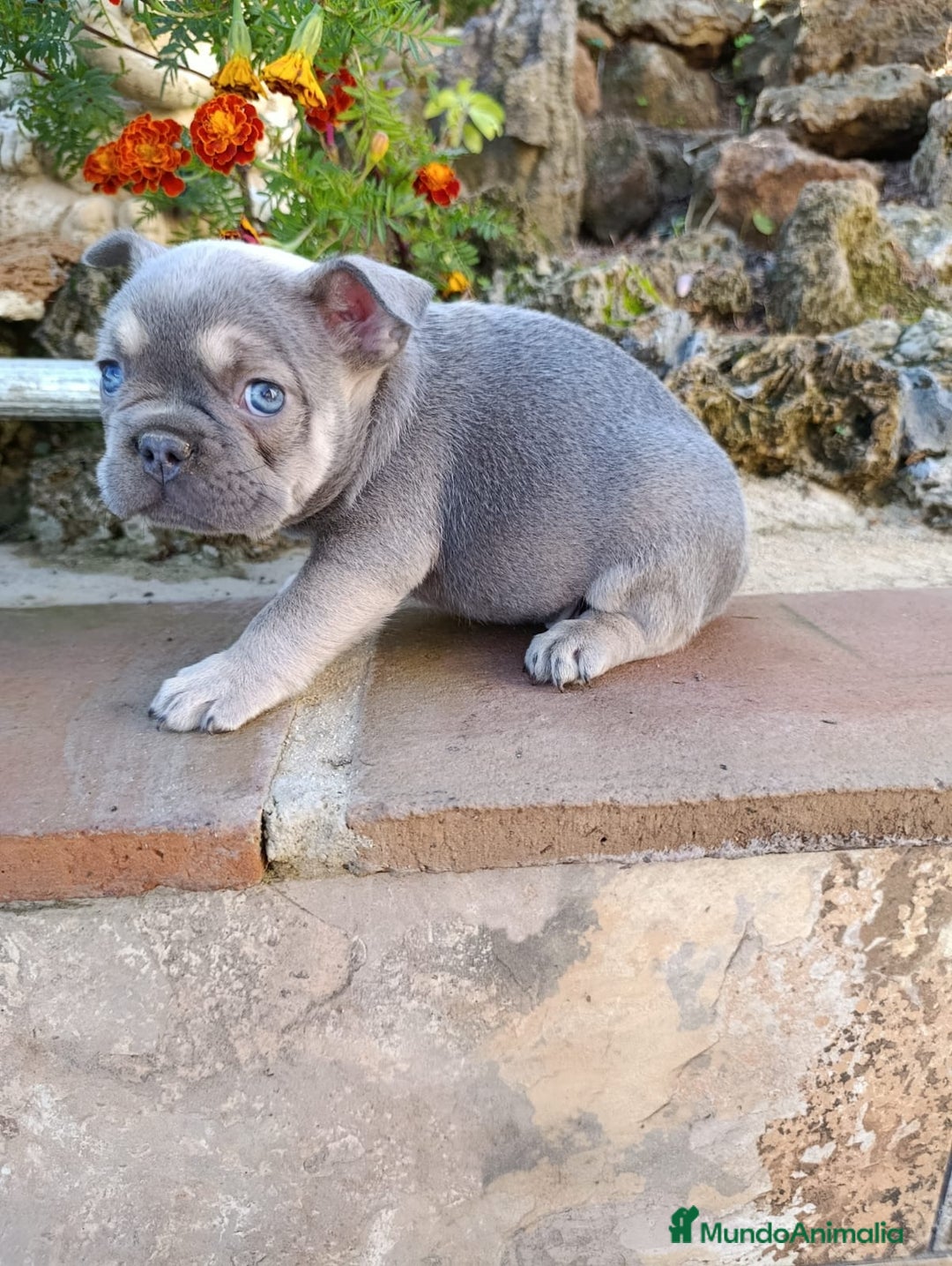 Bulldog Francés perros en venta: Bulldog Frances - Anuncio 1