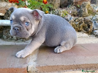 Bulldog Francés perros Bulldog Frances - Anuncio 1