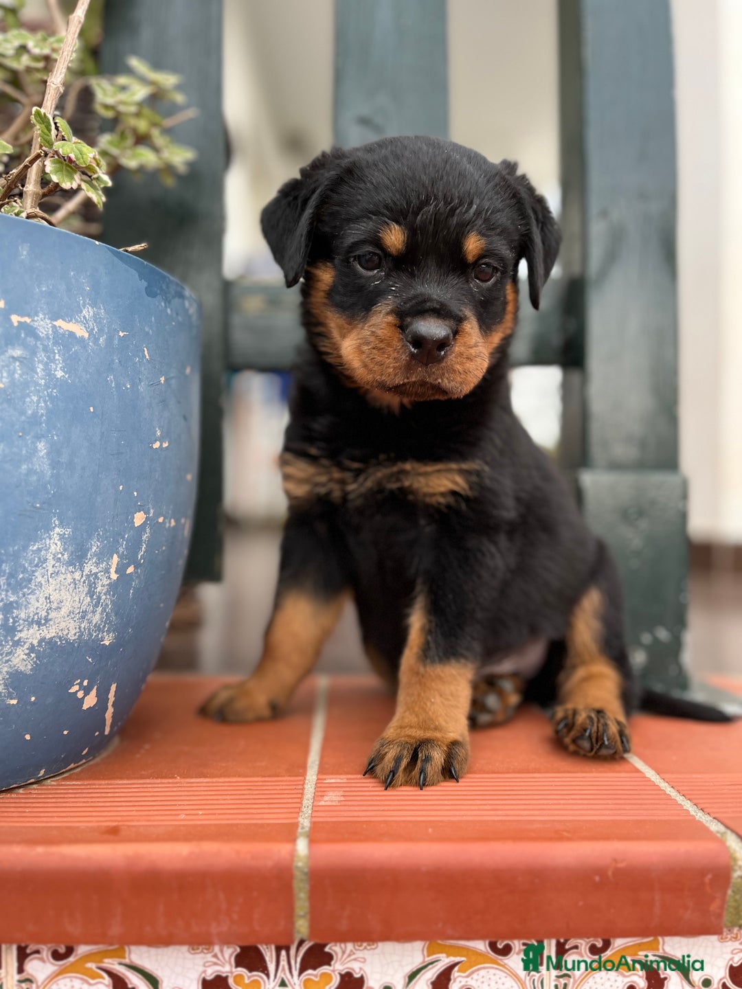 Rottweiler perros en venta: ROTTWEILER macho y hembra - Imagen 13