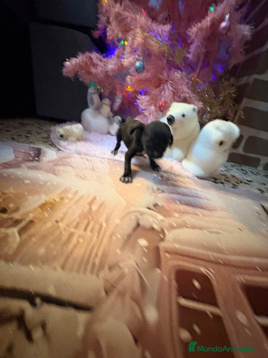 Chihuahua perros en venta: Chihuahua toy negro  - Anuncio 17