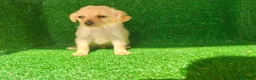 Maltipoo perros en venta: Maltipo  - Anuncio 12