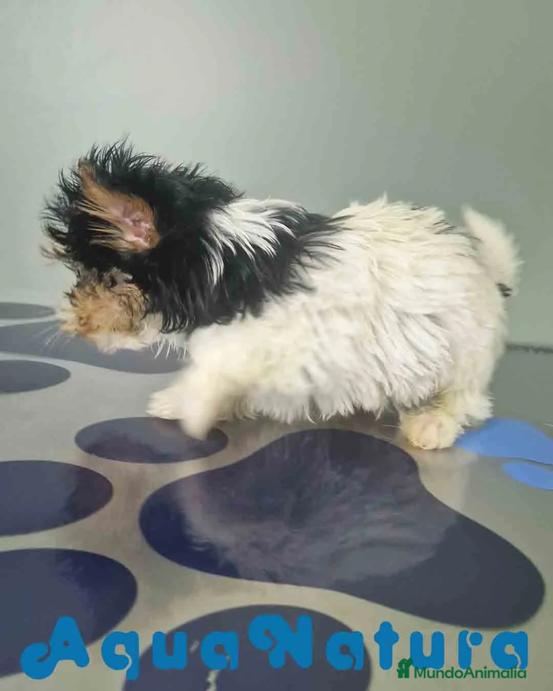 Biewer Yorkshire Terrier a la Pom Pon perros en venta: Yorkshire Biewer Macho CJMM 1318 AQUANATURA - Anuncio 8