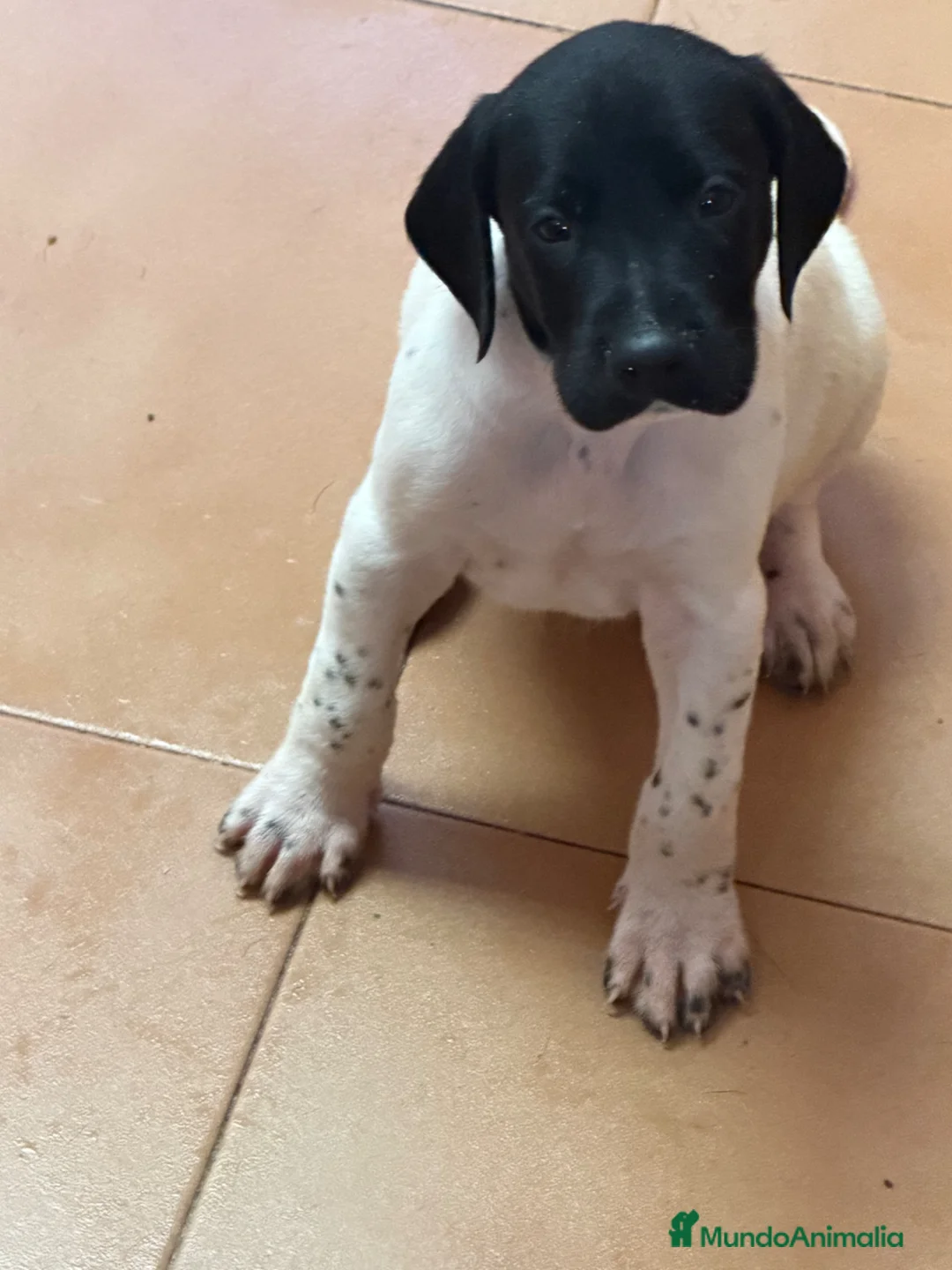 Braco Alemán de Pelo Corto perros en venta: Camada Braco Alemán  - Anuncio 2