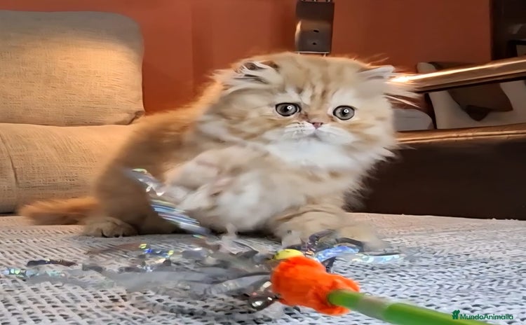 Persa gatos - Propaganda 3
