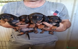 Teckel Miniatura perros en venta: Teckel mini  - Imagen 2