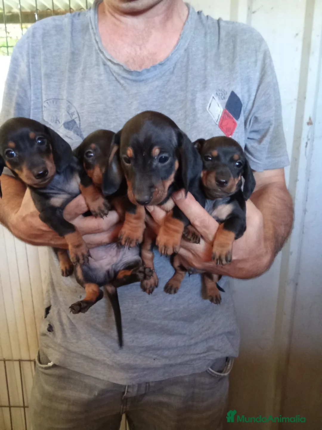 Teckel Miniatura perros en venta: Teckel mini  - Anuncio 2