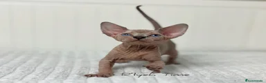 Hembra tabby