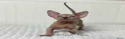 Sphynx gatos en venta: Gatitos Sphynx - Anuncio 2