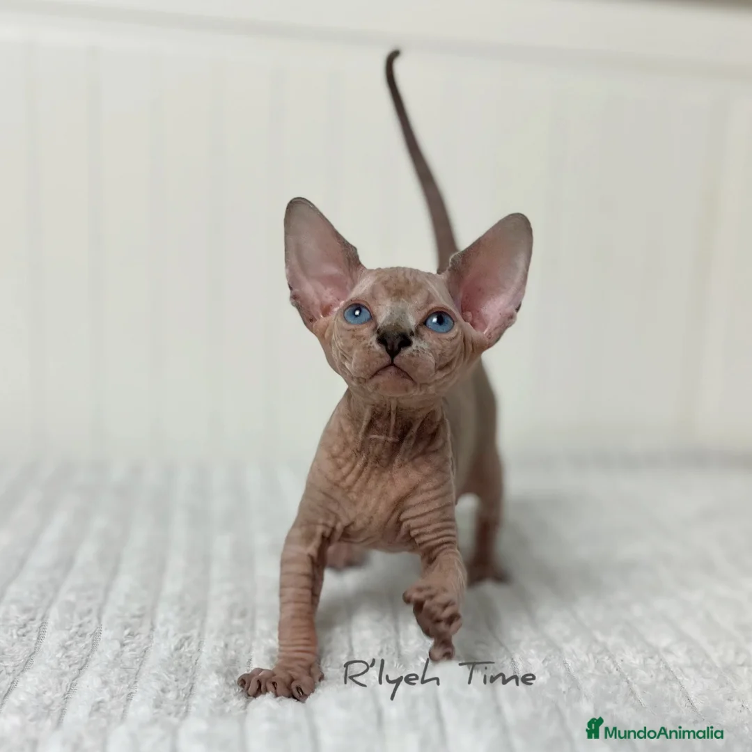 Sphynx gatos en venta: Gatitos Sphynx - Anuncio 2