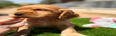 Cocker Spaniel Inglés 1