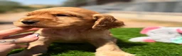Cocker Spaniel Inglés perros en venta: CAMADA COCKER SPANIEL DORADO - Anuncio 5