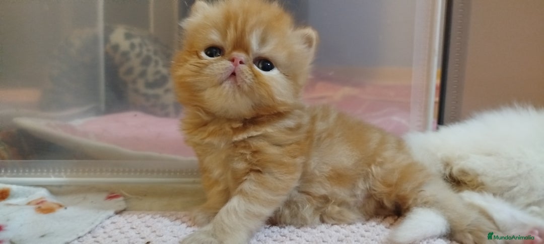 Persa gatos en venta: Gatita Persa Hembra Roja - Imagen 6