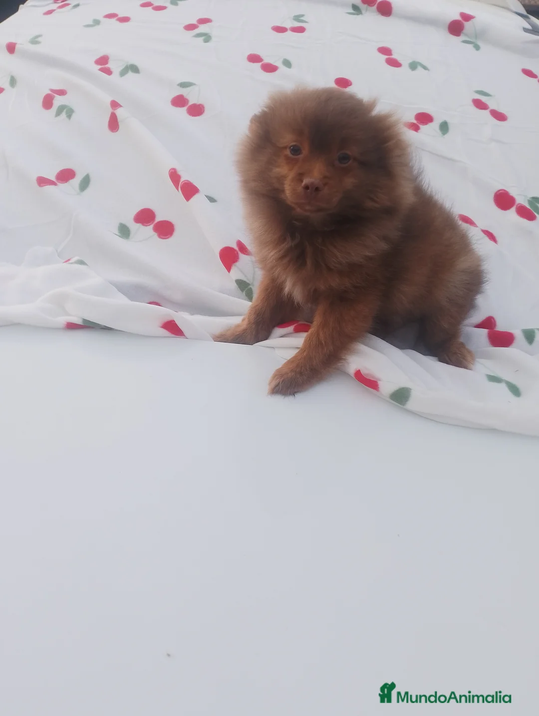 Pomchi perros en venta: Pomchi macho chocolate precioso  - Anuncio 1