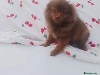 Pomchi perros Pomchi macho chocolate precioso - Anuncio 5