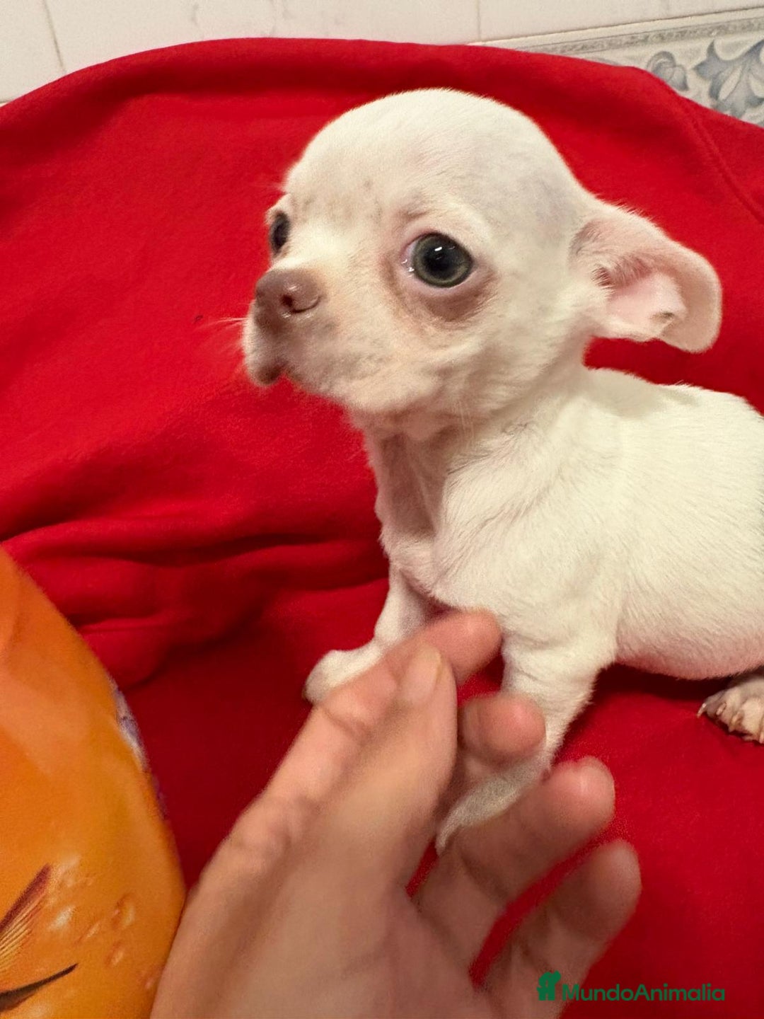 Chihuahua perros en venta: Chihuahua toy blanco - Anuncio 3
