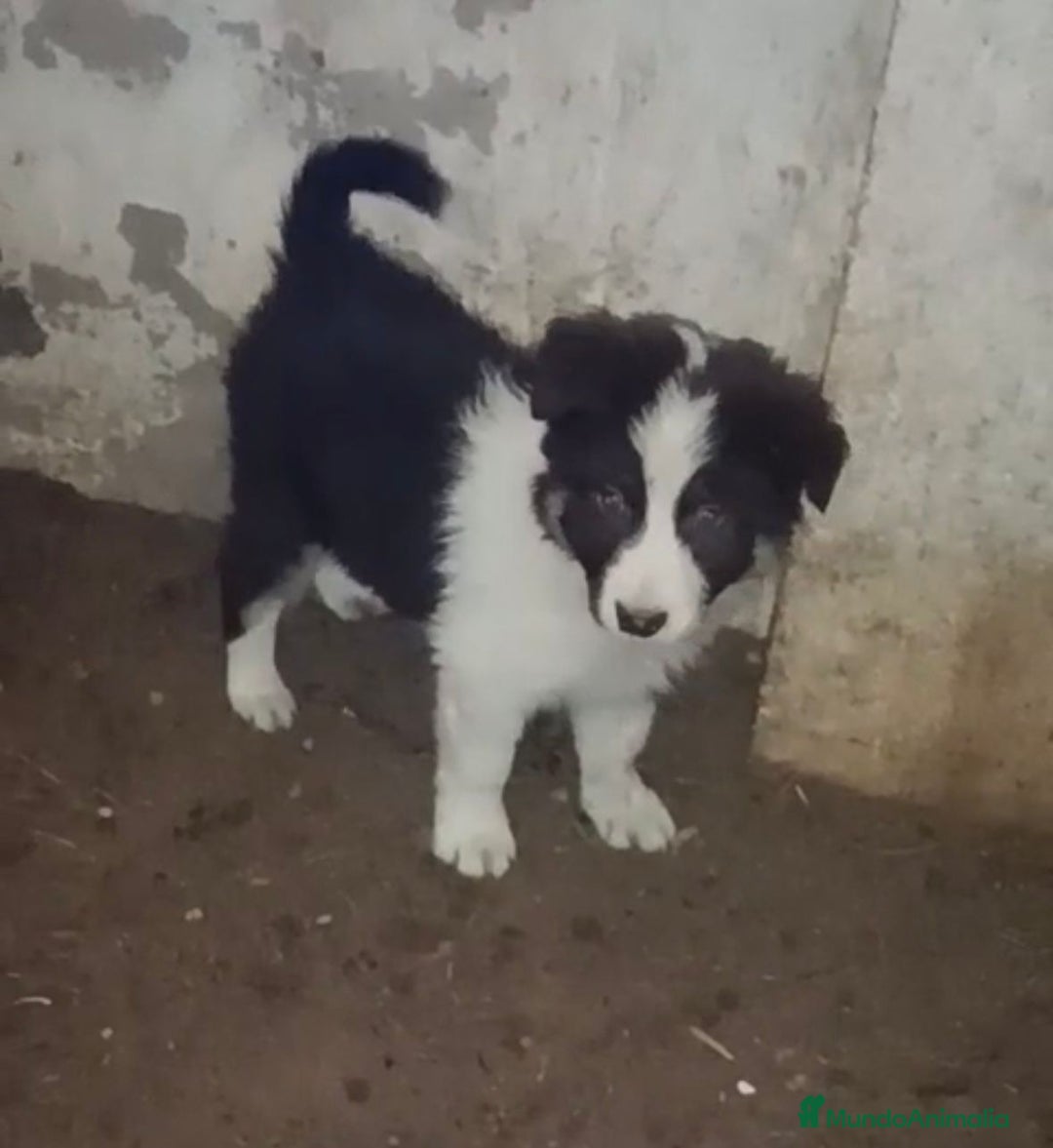 Border Collie perros en venta: Border collie tricolor chocolate  - Anuncio 1