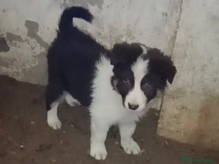 Border Collie perros Border collie tricolor chocolate - Anuncio 1