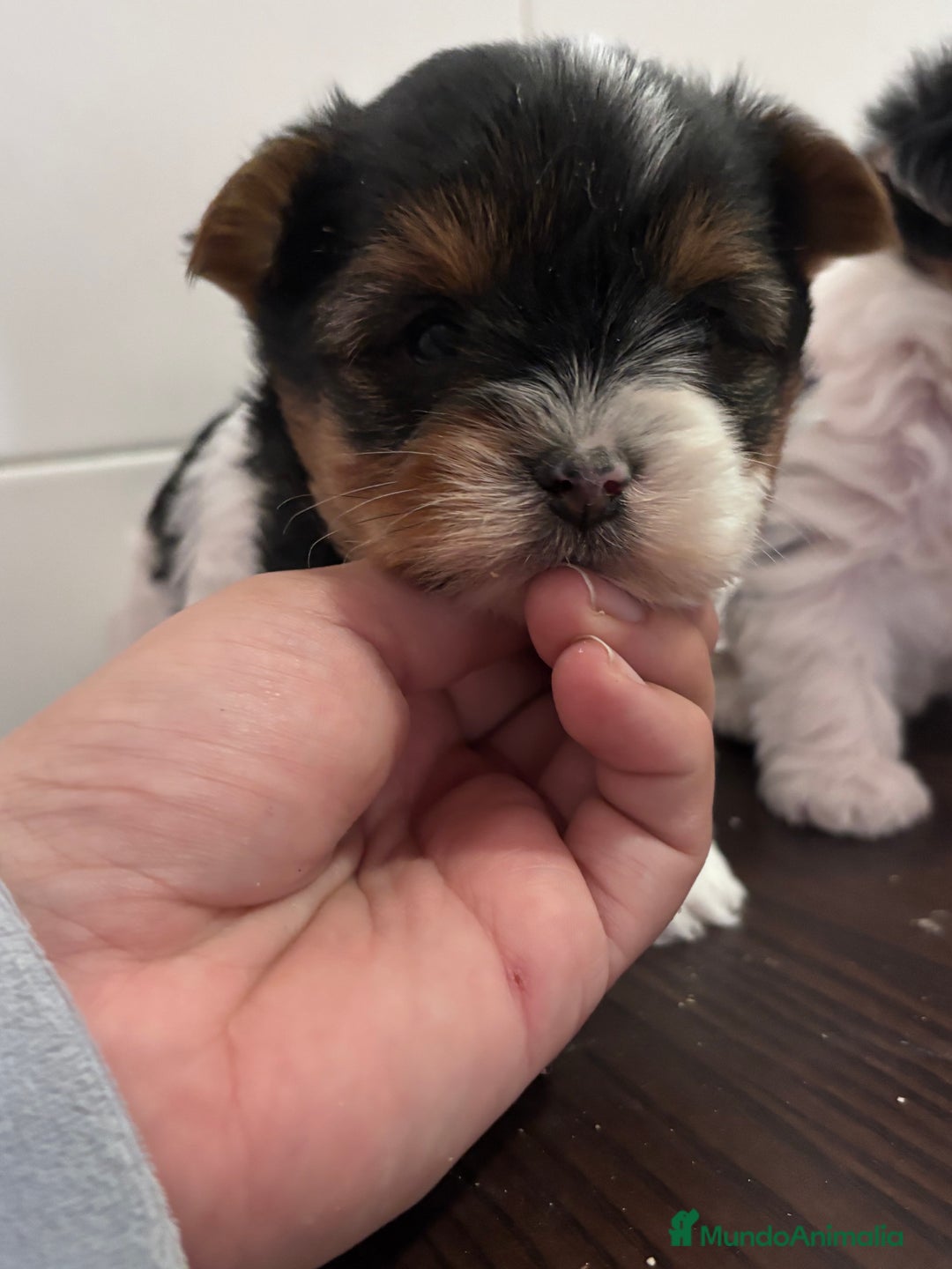 Biewer Yorkshire Terrier a la Pom Pon perros en venta: Biewer yorkshire - Anuncio 1