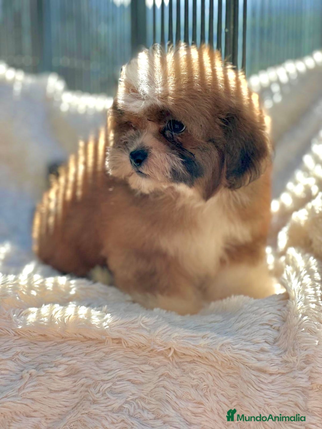 Shihpoo perros en venta: Shihpoo disponible  - Imagen 2
