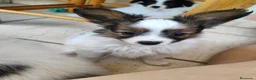 Papillon perros en venta: Hembras de papillon en Alicante - Anuncio 8