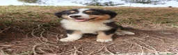 Pastor Australiano perros en venta: PASTOR AUSTRALIANO  - Anuncio 1