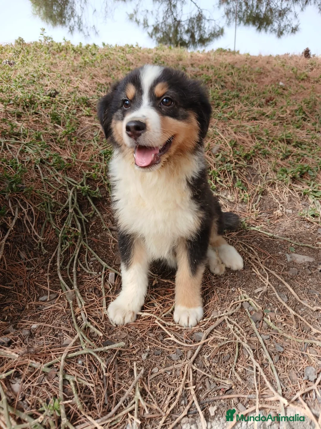Pastor Australiano perros en venta: PASTOR AUSTRALIANO  - Anuncio 1