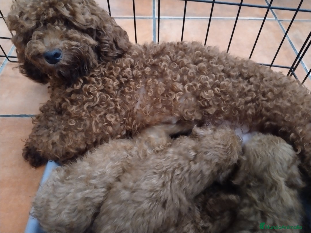 Caniche Toy perros en venta: Cachorros caniches toy - Imagen 9