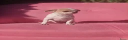 Chihuahua perros en venta: Chihuahua  - Anuncio 3