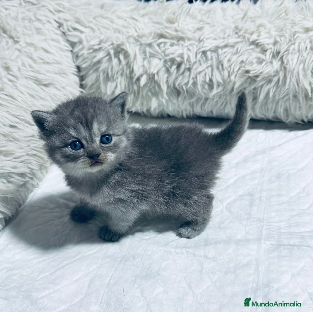 Británico de Pelo Largo gatos en venta: BRITISH  AZULES Y LILACS - Anuncio 2