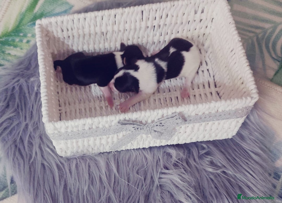 Biewer Yorkshire Terrier a la Pom Pon perros en venta: Yorkshire biewer toy - Anuncio 6