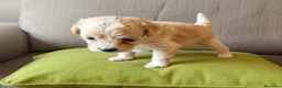Maltipoo perros en venta: MALTIPOO F2 - Anuncio 3