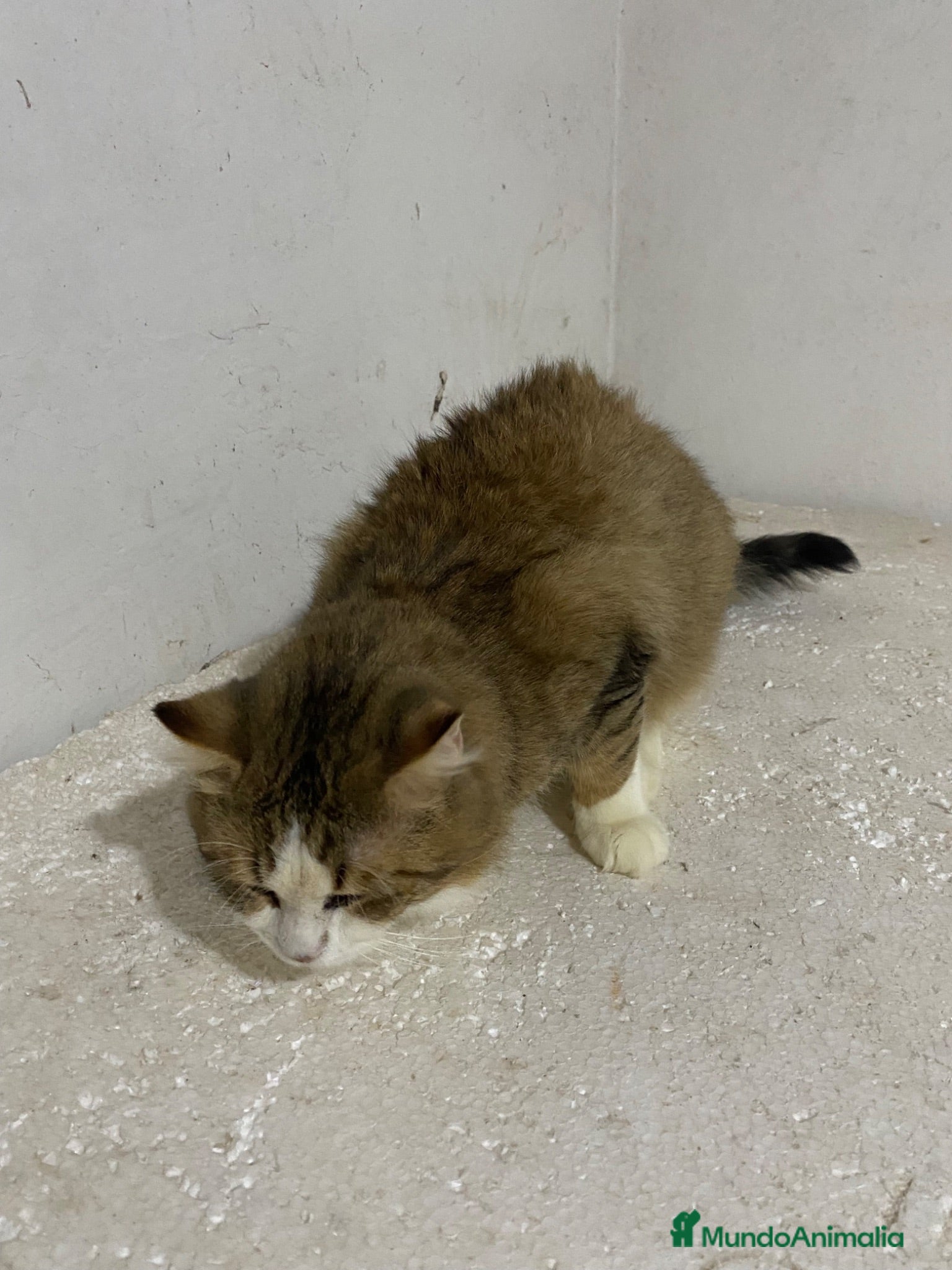 Raza Mixta gatos Cruce de persa  - Anuncio 1