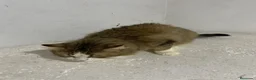 Raza Mixta gatos en venta: Cruce de persa  - Anuncio 1