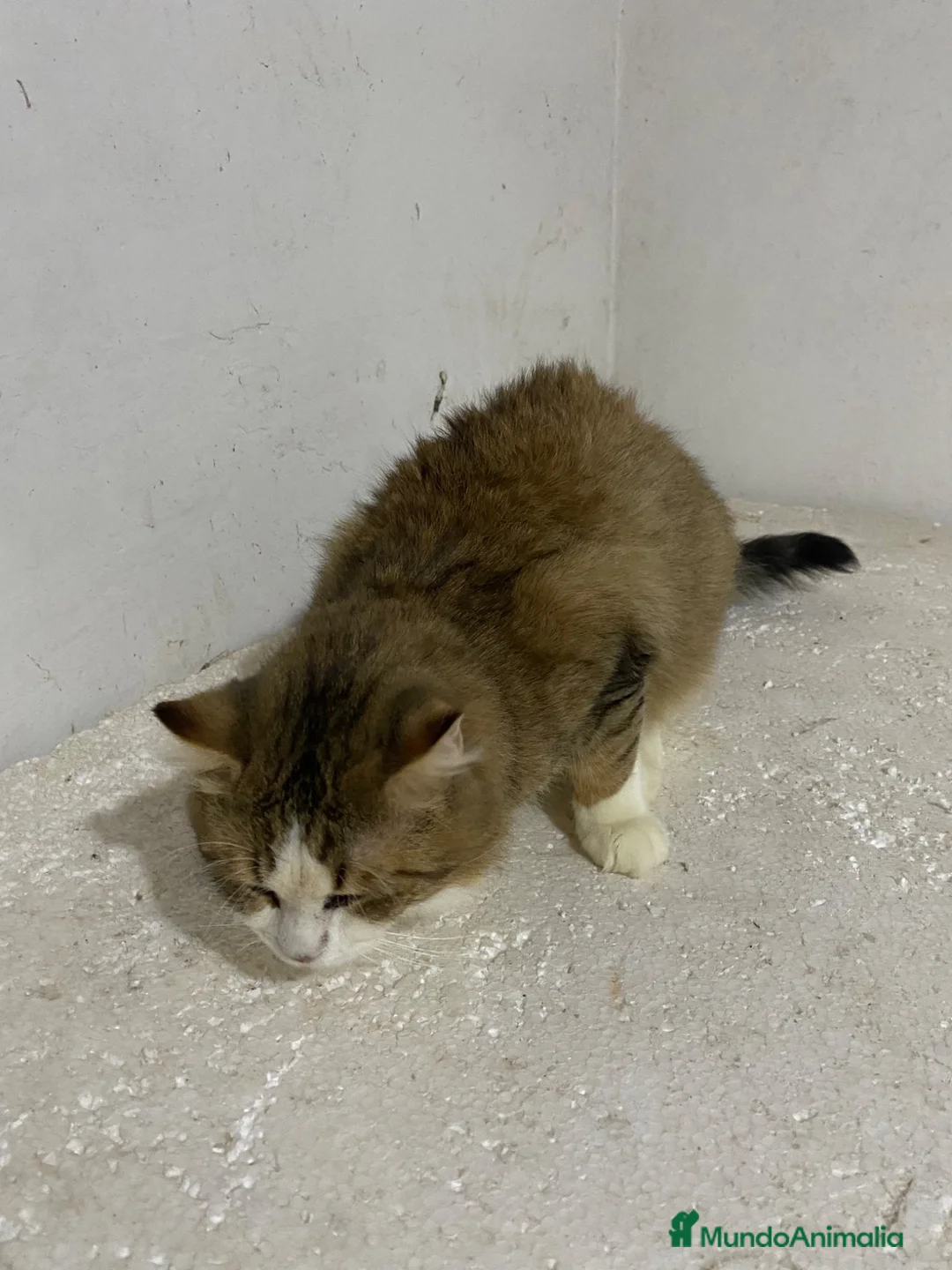 Raza Mixta gatos en venta: Cruce de persa  - Anuncio 1