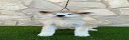 Akita Inu perros en venta: AKITA INU  - Anuncio 3