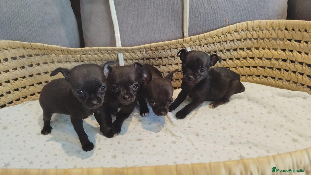 Chihuahua perros en venta: Chihuahua toy cabeza manzana  - Imagen 7