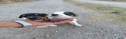 Ratonero Bodeguero Andaluz perros en venta: Cachorros de Bodeguero Ratonero Andaluz - Anuncio 1
