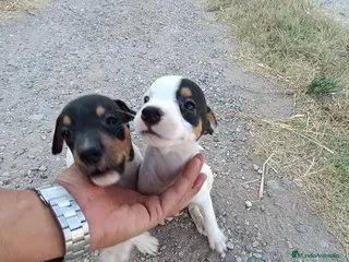 Ratonero Bodeguero Andaluz perros Cachorros de Bodeguero Ratonero Andaluz - Anuncio 1