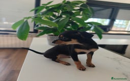 Pinscher Miniatura perros en venta: Mini pinchers  - Imagen 11