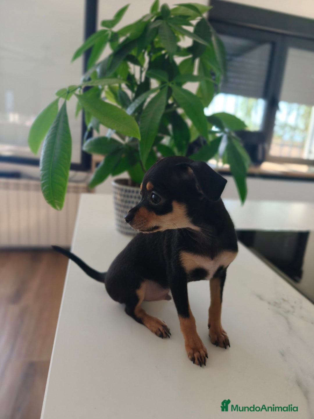 Pinscher Miniatura perros en venta: Mini pinchers  - Imagen 11