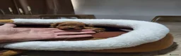 Raza Mixta perros en venta: Caniches  - Anuncio 7