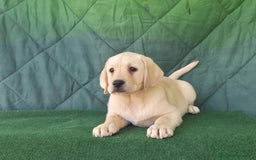 Labrador Retriever perros en venta: LABRADOR amarillo cachorros - Imagen 3
