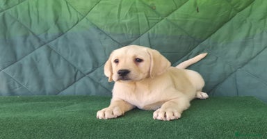 Labrador Retriever perros - Anuncio 8
