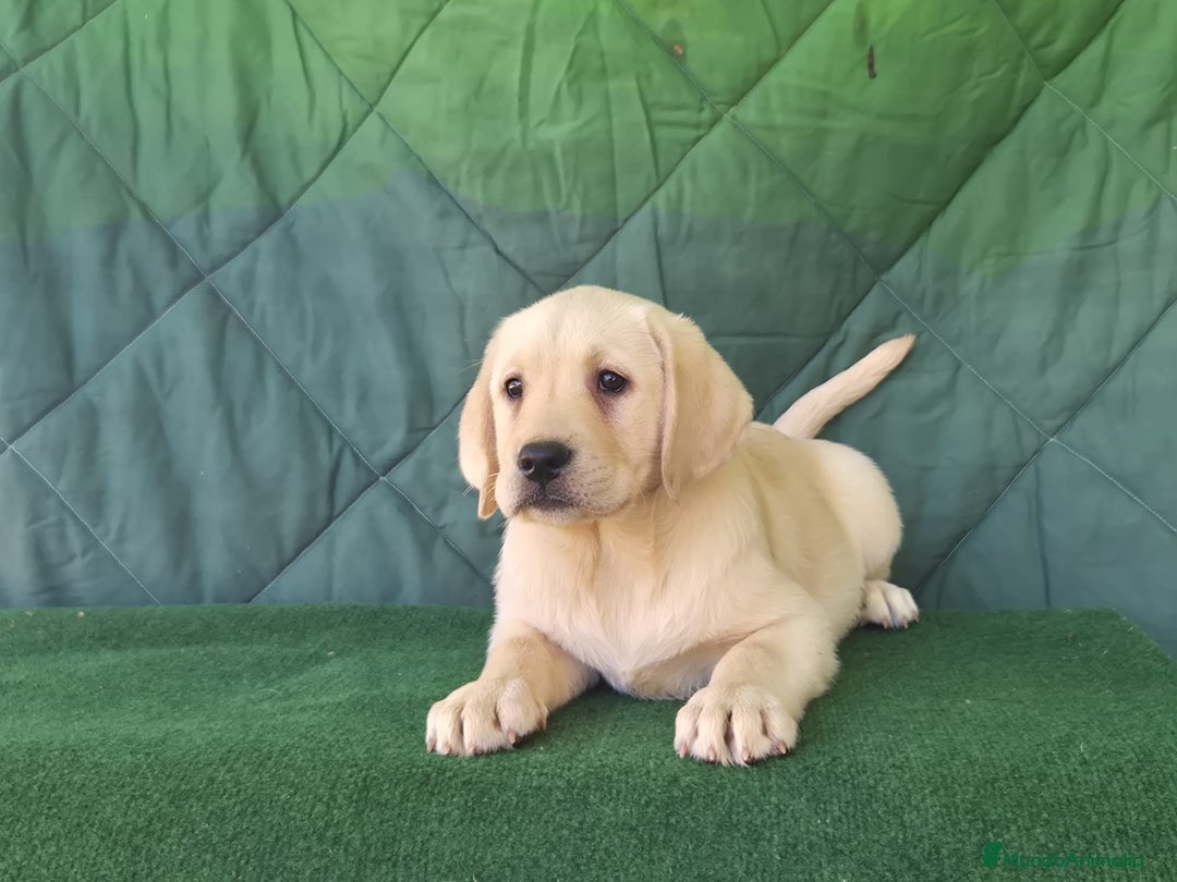 Labrador Retriever perros en venta: LABRADOR amarillo cachorros - Imagen 3