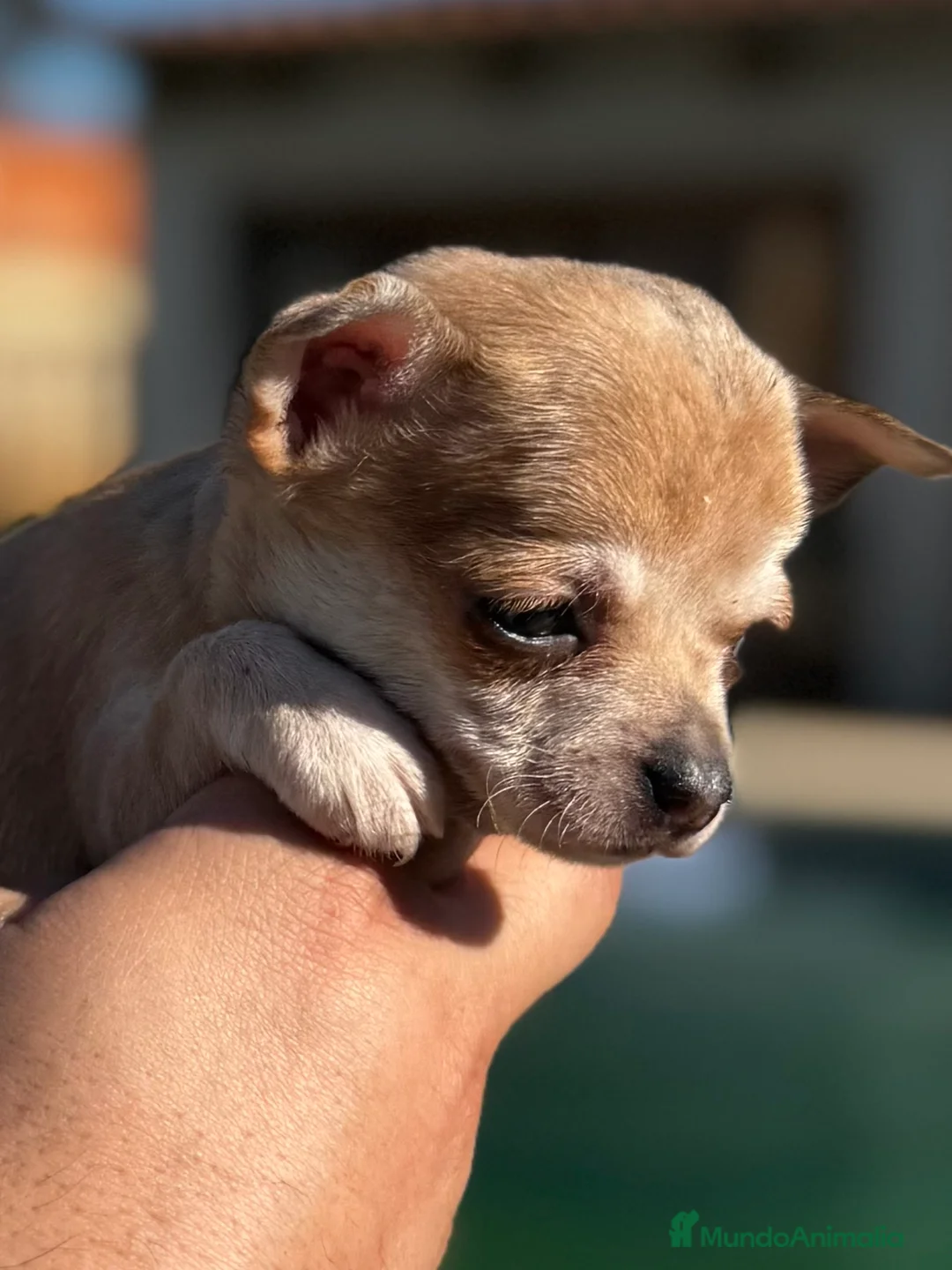 Chihuahua perros en venta: Chihuahuas  en Illes Balears - Anuncio 17