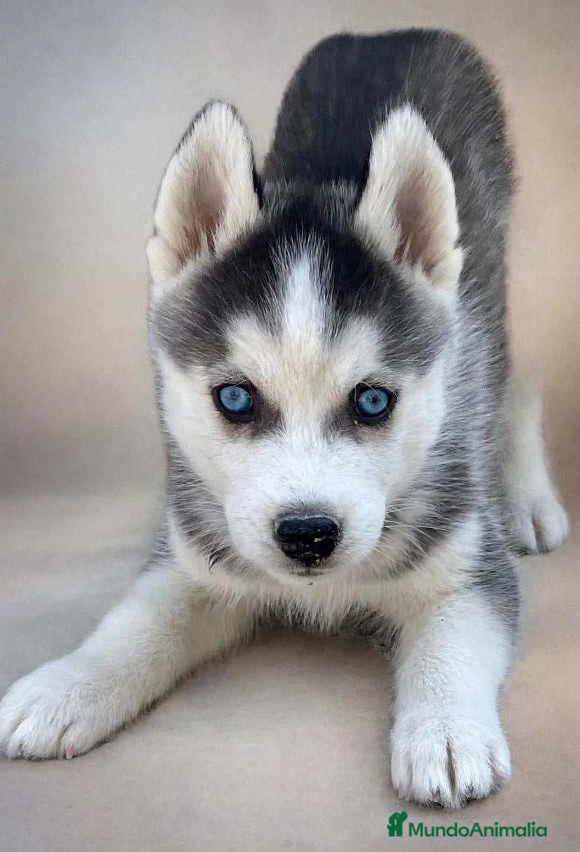 Husky Siberiano perros Husky siberiano  - Anuncio 1